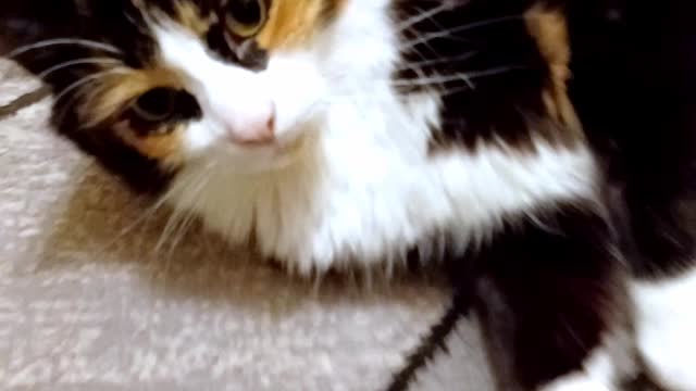 A Jazzy Calico Cat