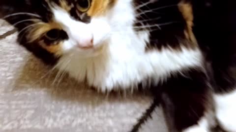 A Jazzy Calico Cat