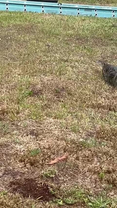 Baby alligator going back to the pond