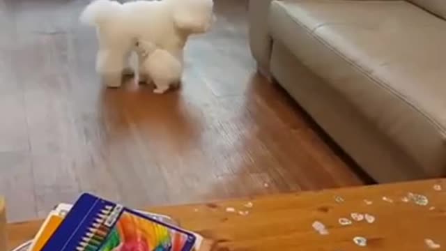 Hahaha puppy can't get on the sofa
