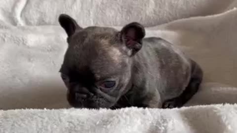 Dog video
