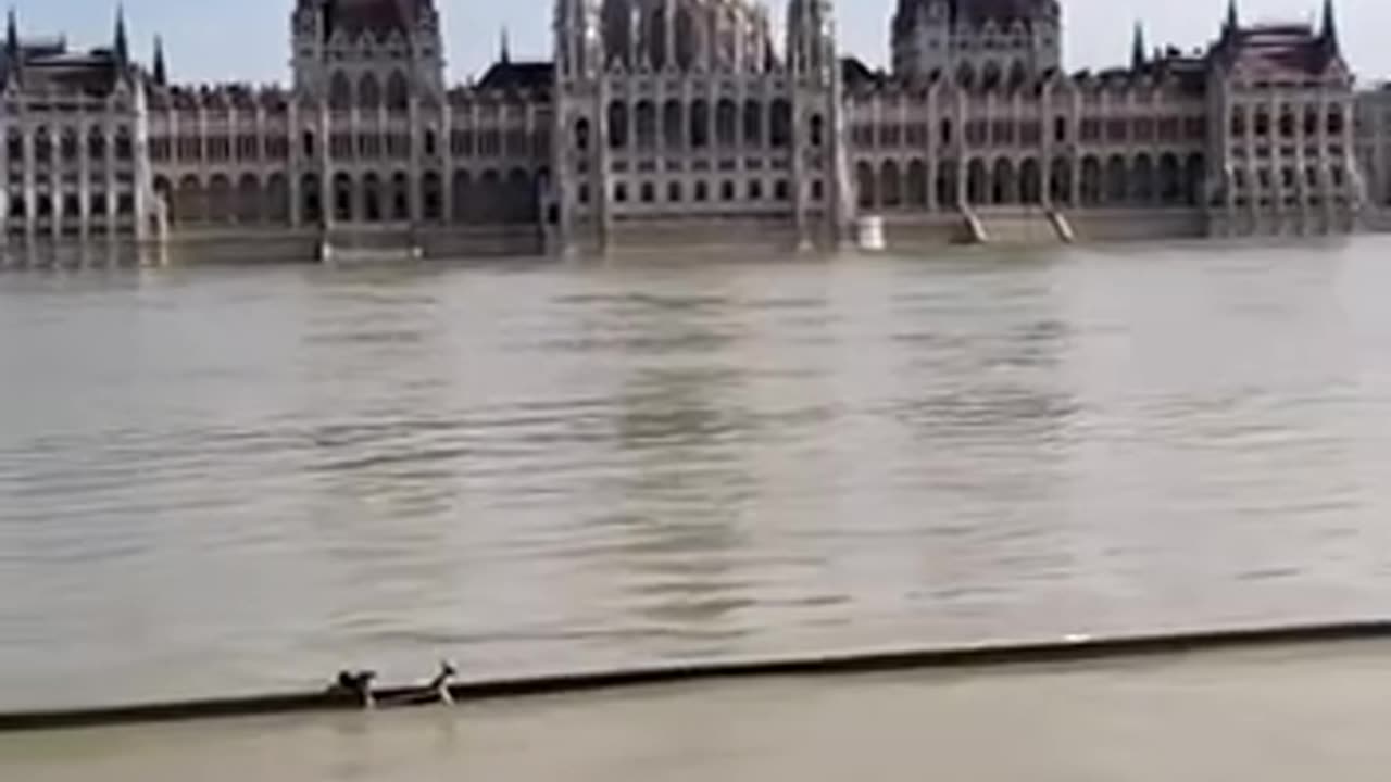 The Danube river burst its banks 😱