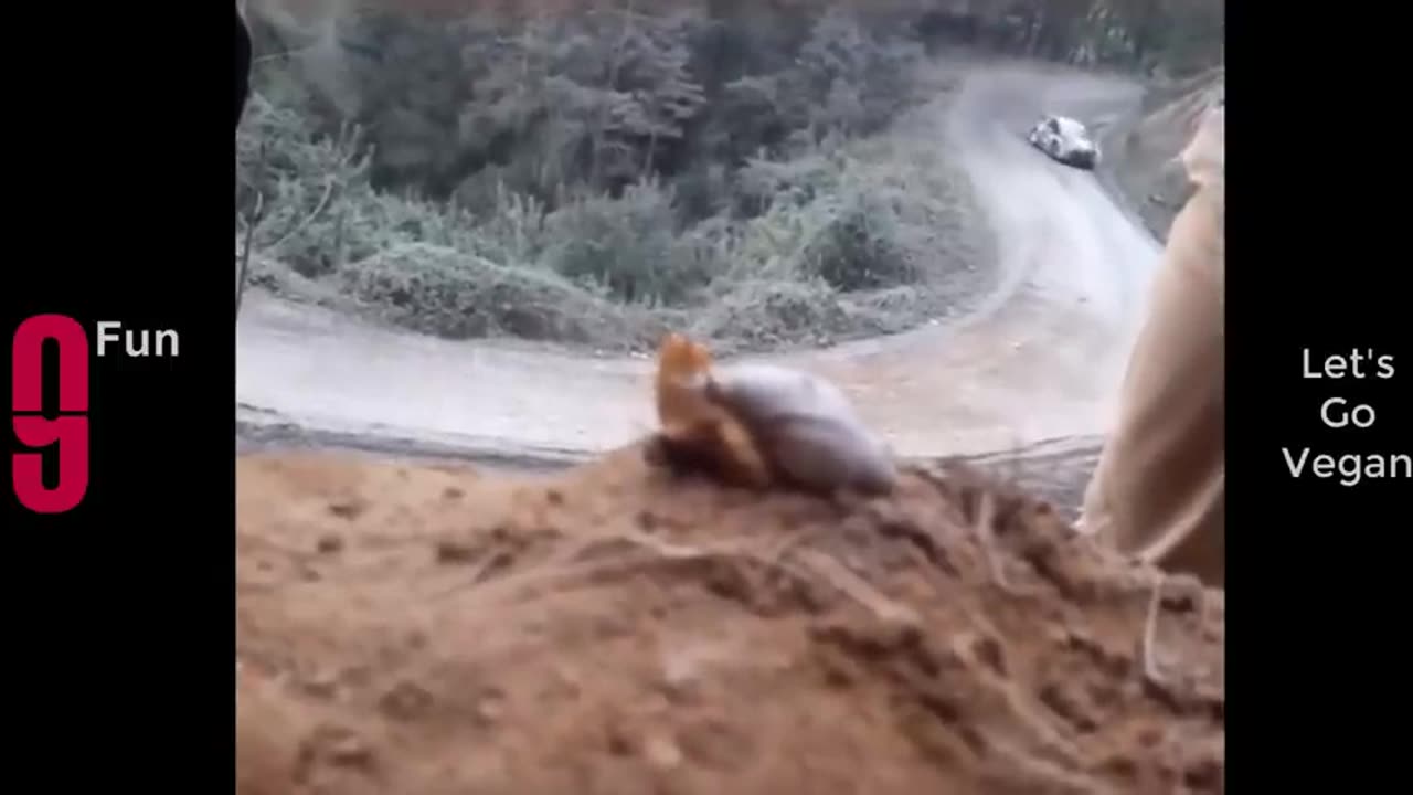 Try Not To Laugh Funny Videos - Funny Moments Of The Year Compilation 😆