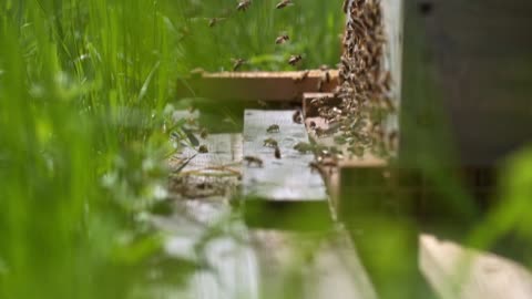 Video of an overcrowded beehive