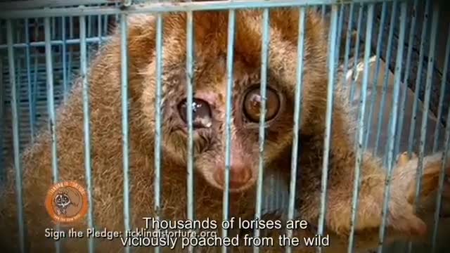 Sign the pledge to help us end the cruel slow loris pet trade