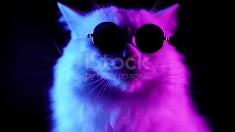Cat with black glasses