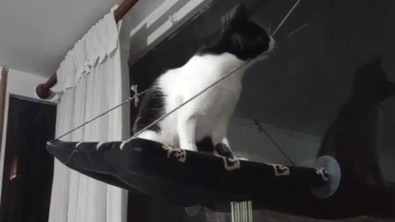 cat chews through one of the support strings