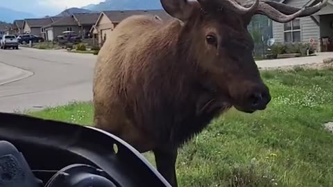 News Break: Elk