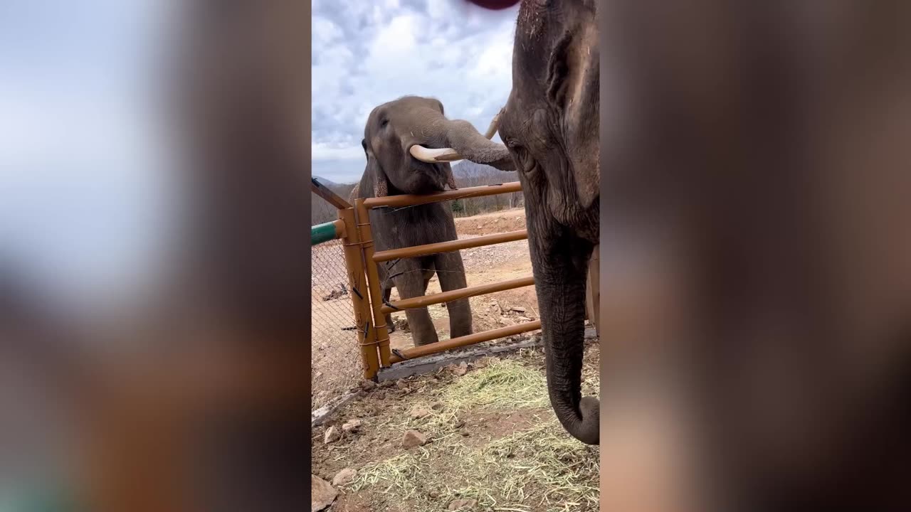 Two Elephants Find Love With Each Other After Years Of Receiving Abuse In Circus