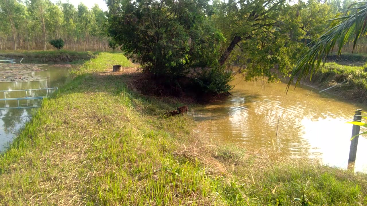 Dogs in the water at the farm