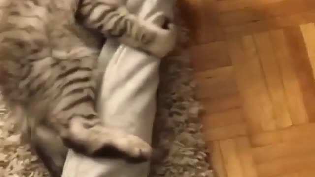 Catch the prey and don't let go!