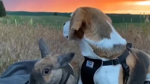 Let's watch the sunset together🐇