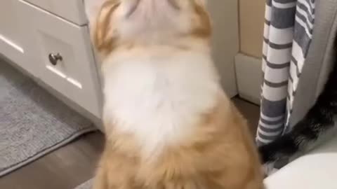 Funny Cat