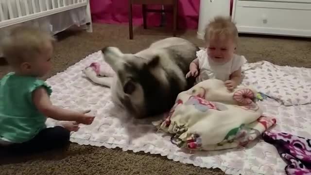 Husky adorably plays with twins