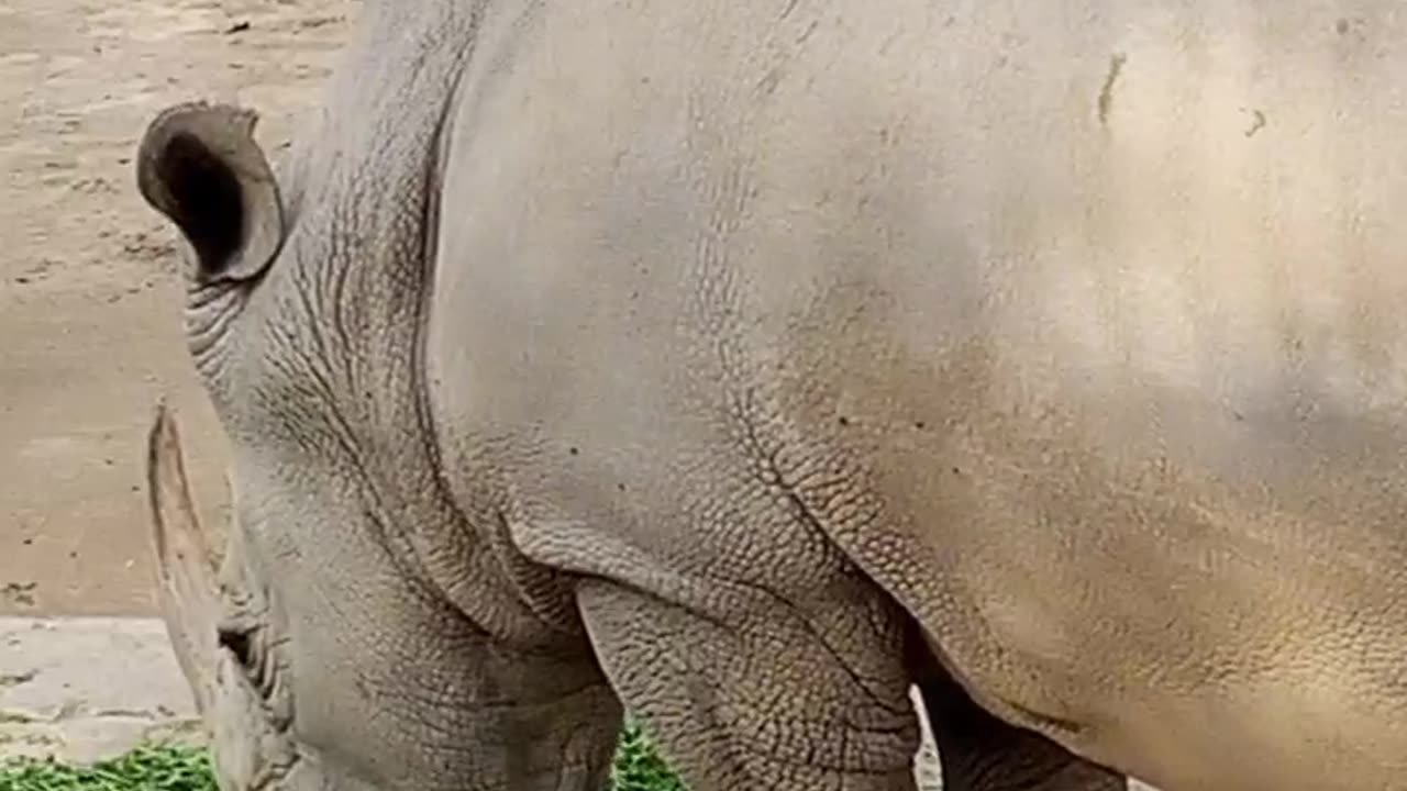Beautiful animals videos