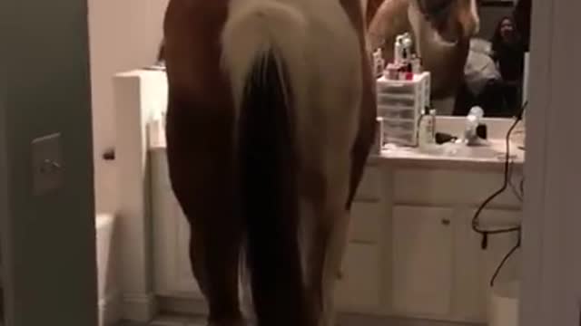 A horse decided to enter home