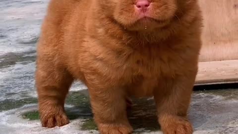 Sweet dog