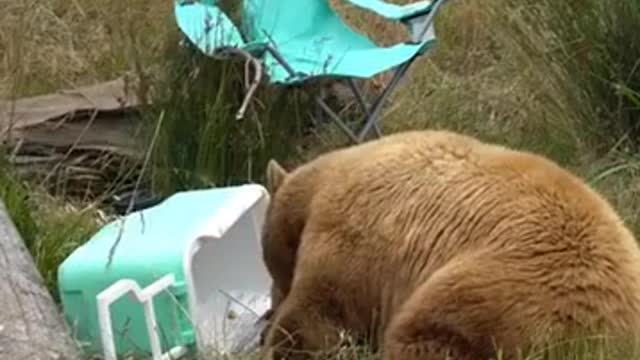 Black bears react to mock camping scene at Oakland Zoo_1