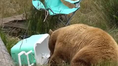 Black bears react to mock camping scene at Oakland Zoo_1