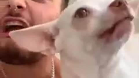 Funny dog vidéo 2023 compilation !