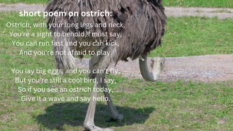 short poem on ostrich