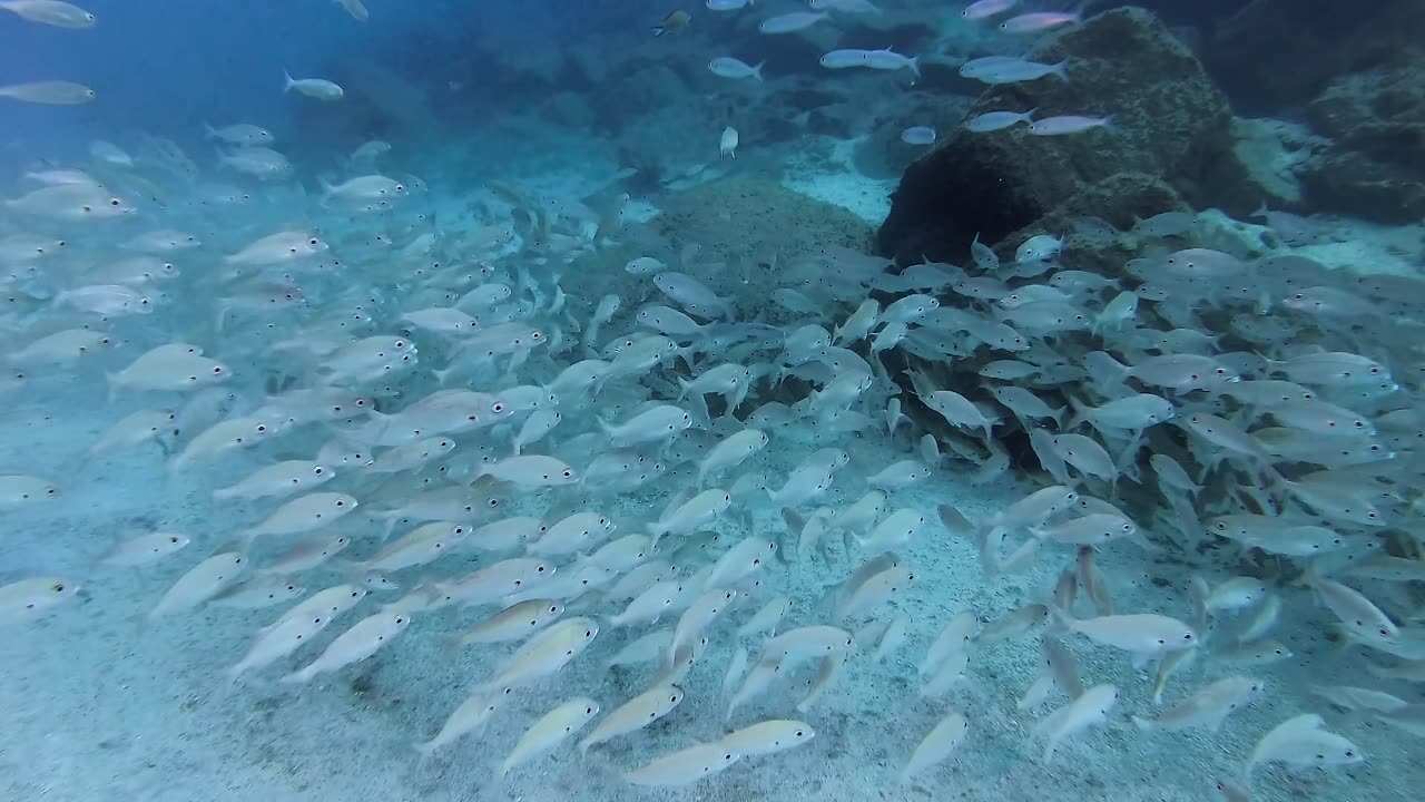 A School of Fish