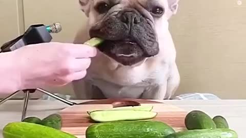 Cronch cronch 🥒