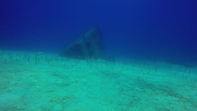 Divers Find Dancing Eels in Cabo Pulmo Mexico