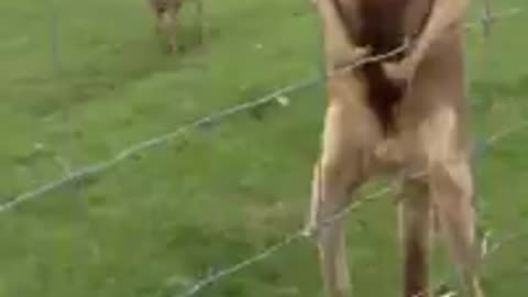 Kangaroo funny video