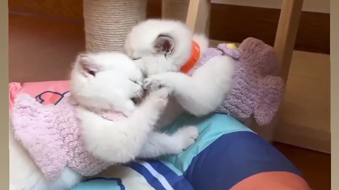 Cute kittens 😍😍