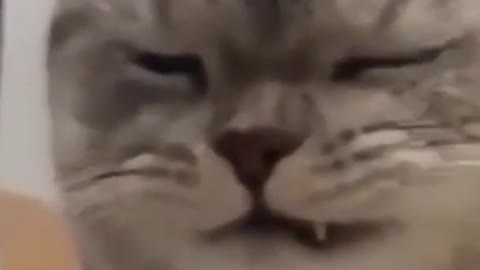 cute cat