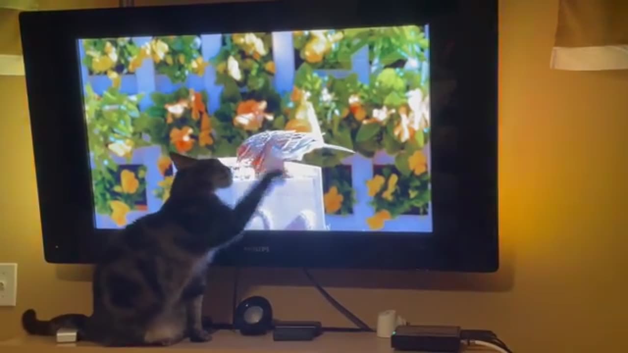 My crazy cat cries to catch up bird on tv