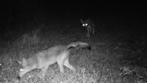 Coyotes of Timber Valley Farm 2023