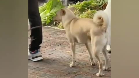 funny animal videos 2024