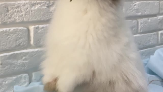 My little bunny (very cute)