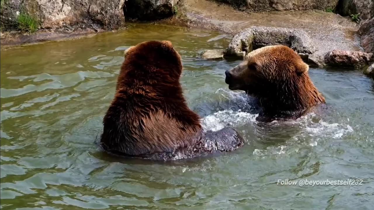 Real-life black bear wild life