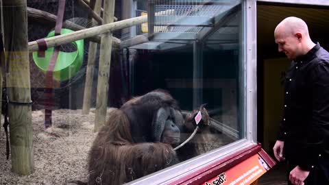 This guys did an amazing trick to an Orangutan!