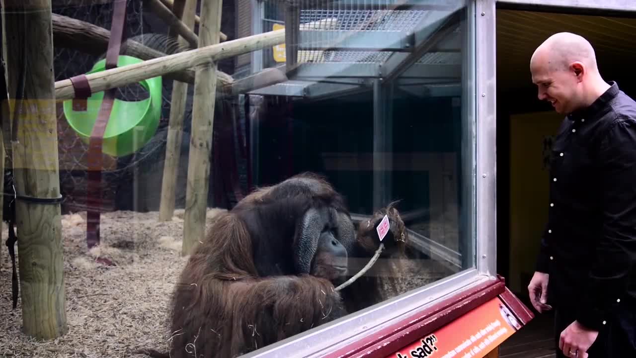 This guys did an amazing trick to an Orangutan!