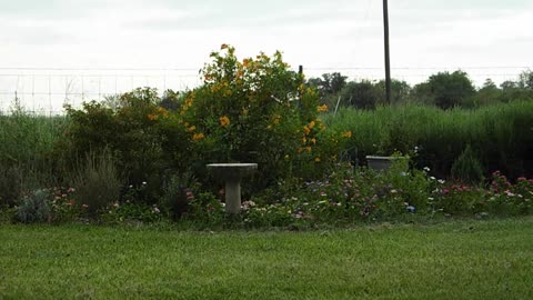 Peaceful Evening in the Garden