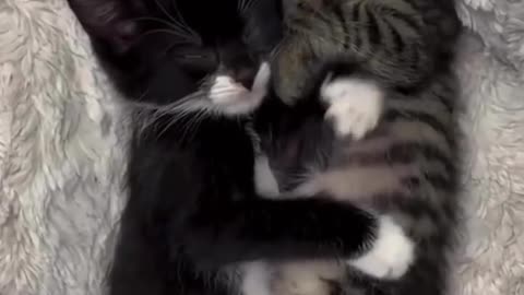 Funny New Pets 2024 = Funny Video LOVELY CUTE 😺 KITTENS🐾 VIDEO #81