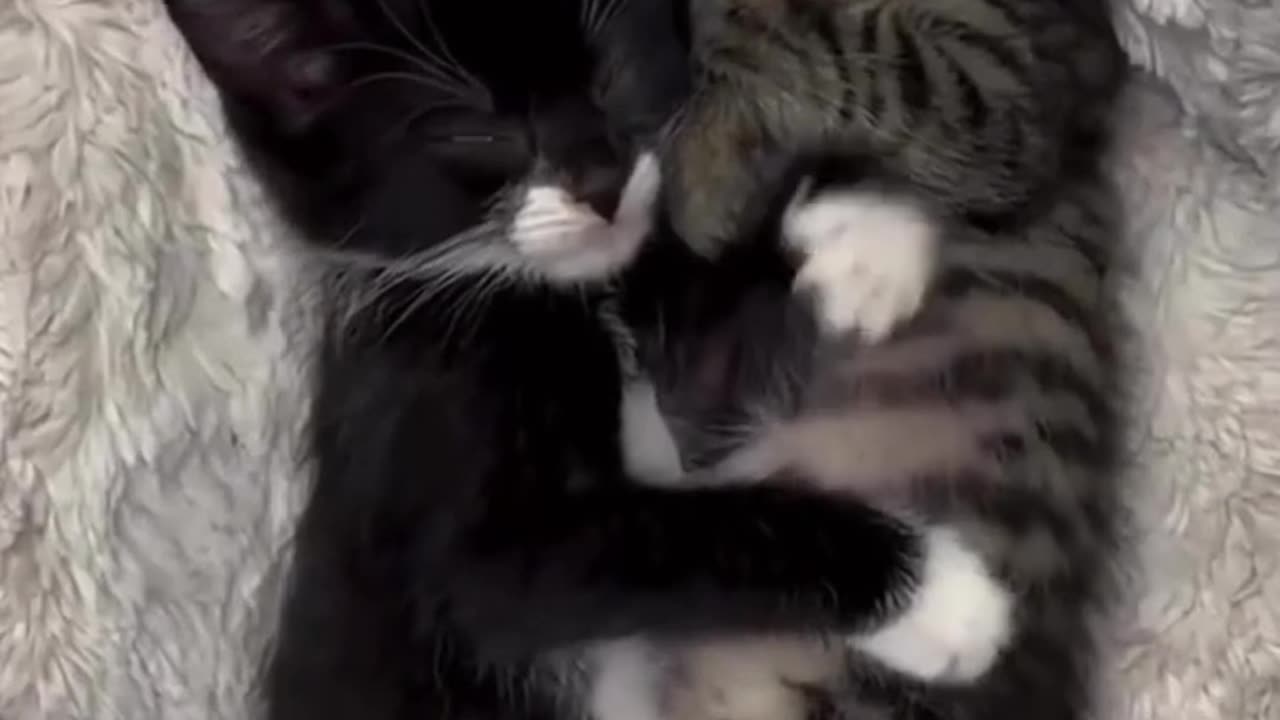 Funny New Pets 2024 = Funny Video LOVELY CUTE 😺 KITTENS🐾 VIDEO #81