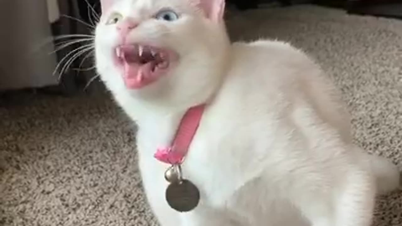 Wait for it 🥴 |funny cats,cats,funny