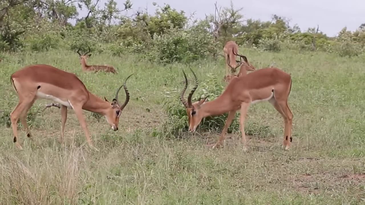 Impala rams fighting together in the jungle