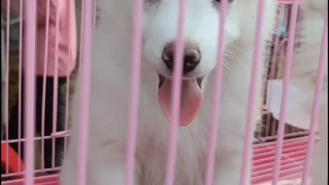 Puppies are in Cages