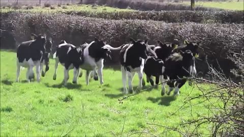 Cutest Cows Compilation