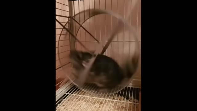 Cute animal video cat and dog #funnyanimal #funnycat #cuteanimal