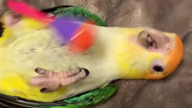 Parrot playing with toy , very funny