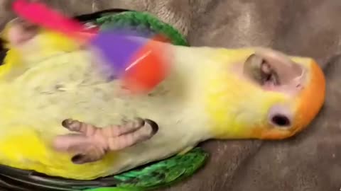 Parrot playing with toy , very funny