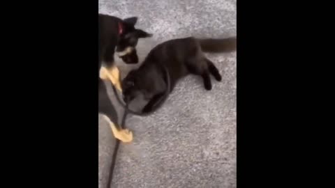 Cat attempted assasination