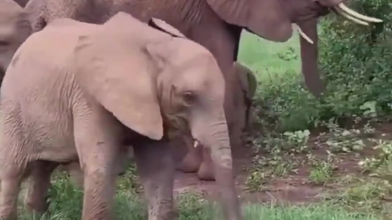 Baby Elephant Discovers its Trunk and its Usage